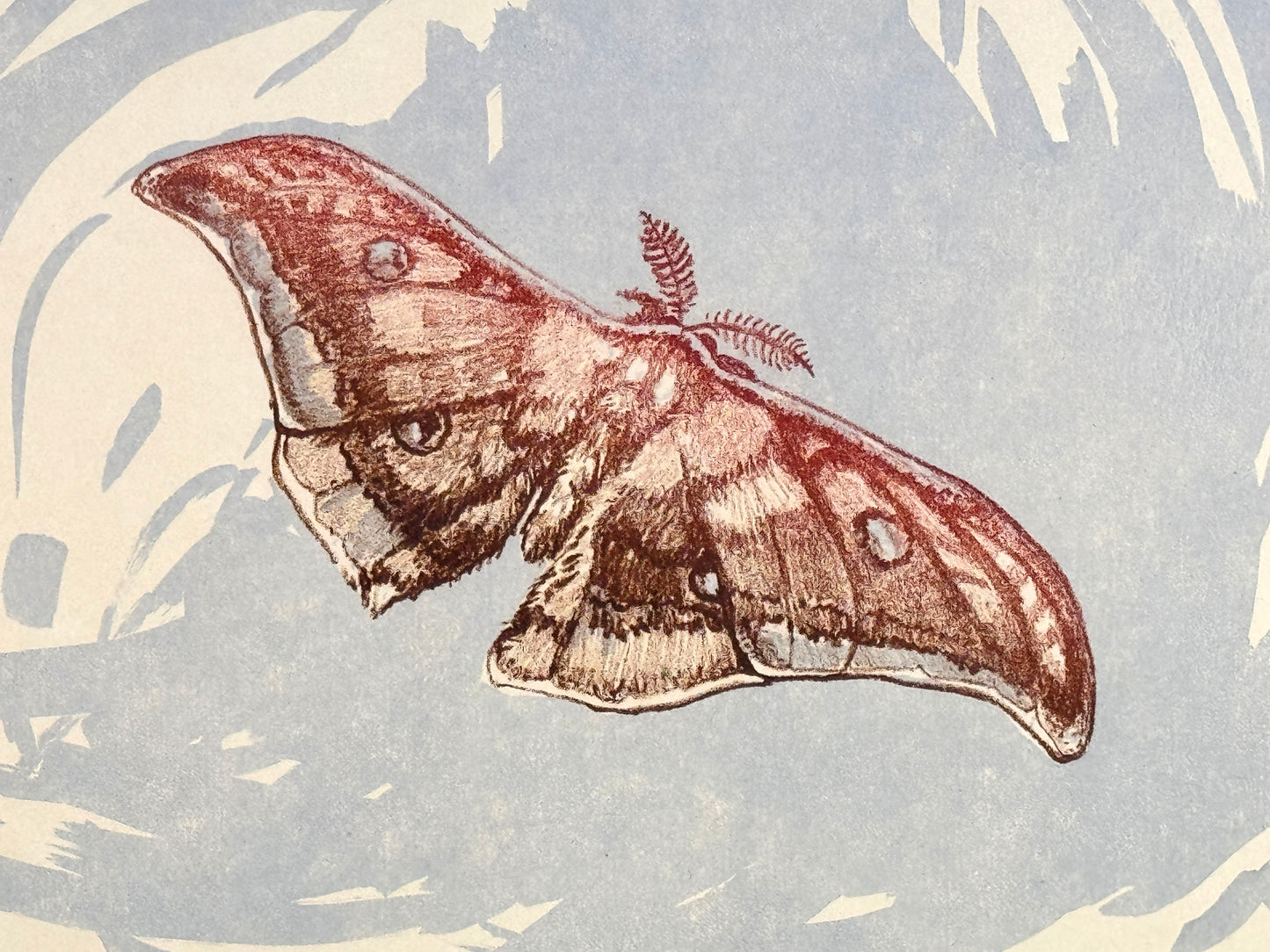 'Tussar Moth' | Tokyo
