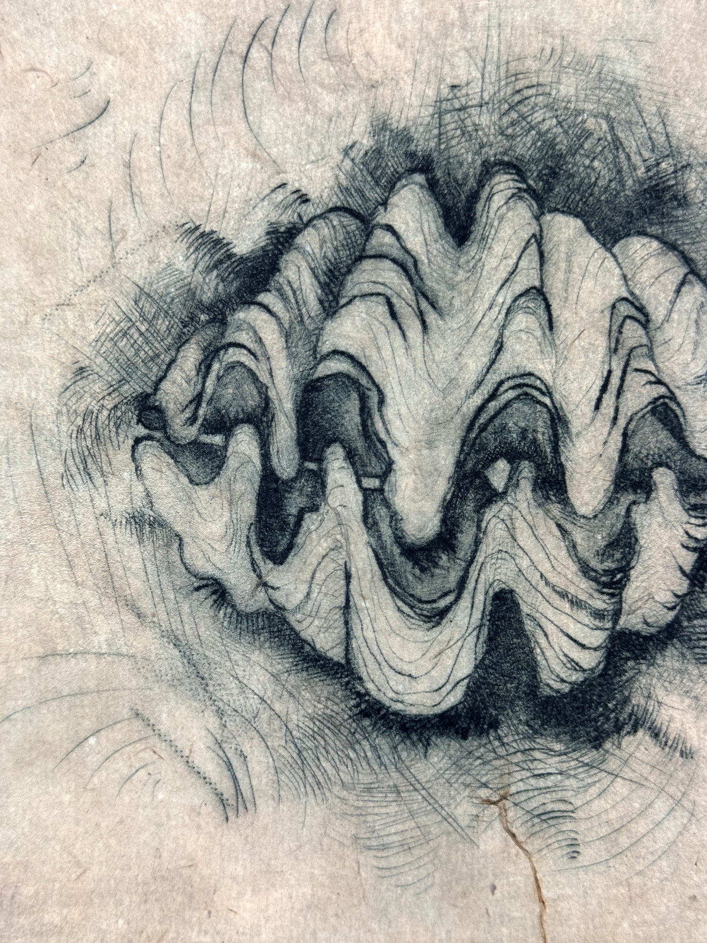 'Giant Clam' | Milan